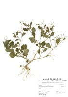 藏品(茯苓菜)的圖片